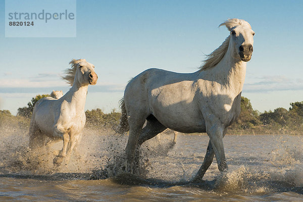 Camarguepferde laufen durchs Wasser  Camargue  Südfrankreich  Frankreich