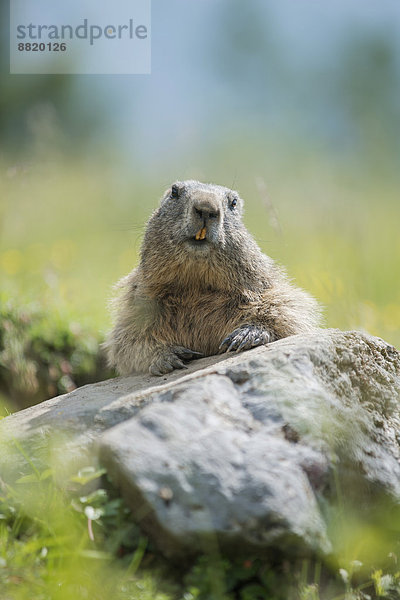 Murmeltier (Marmota marmota) auf Stein  Dachstein  Steiermark  Österreich