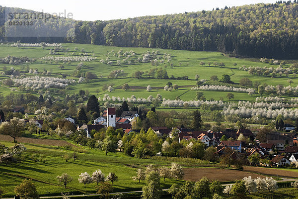 Ortsansicht  Kirschblüte  Obereggenen  Markgräflerland  Schwarzwald  Baden-Württemberg  Deutschland