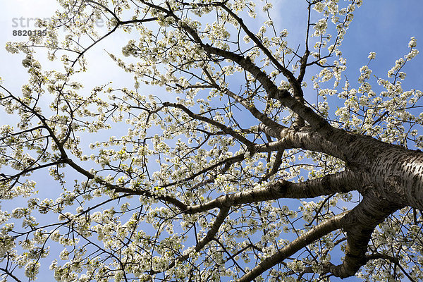 Kirschbaum (Prunus avium) in voller Blüte  Markgräflerland  Schwarzwald  Baden-Württemberg  Deutschland