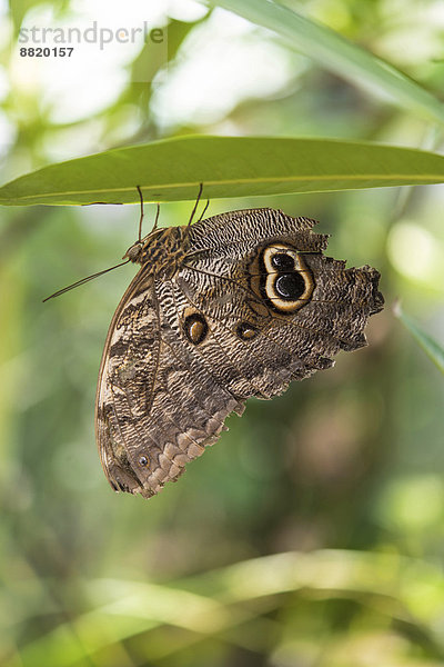 Bananenfalter (Caligo eurilochus)  captive  München