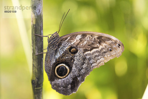 Bananenfalter (Caligo eurilochus)  captive  München