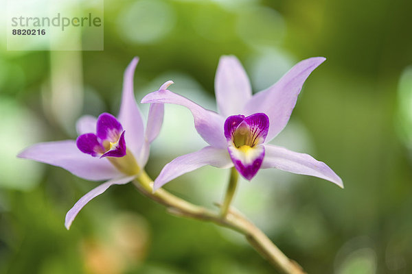 Rosa Orchidee (Orchidaceae)
