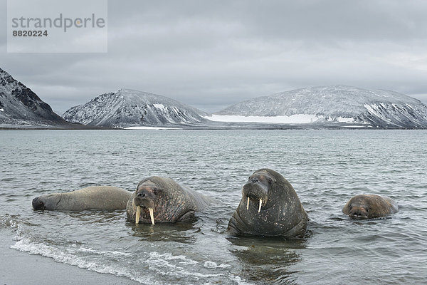 Walrosse (Odobenus rosmarus) im Wasser liegend am Strand der Insel Phippsøya  Sjuøyane  Spitzbergen Inselgruppe  Svalbard und Jan Mayen  Norwegen