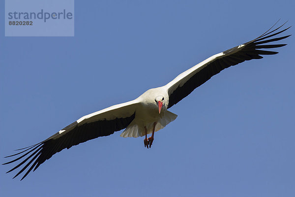 Weißstorch (Ciconia ciconia) im Flug  Münsterland  Nordrhein-Westfalen  Deutschland