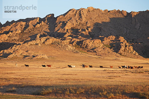 Ziegenherde vor der Felslandschaft Baga Gazaryn Chuluu  Dundgobi Aimag  Mittelwüste  Mongolei