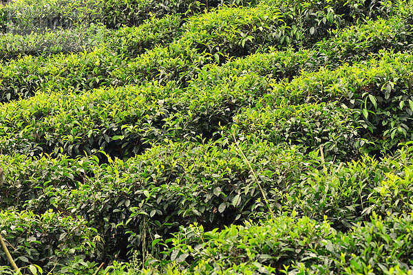 Teeplantage  Ella  Uva  Sri Lanka