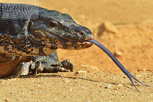 Bindenwaran (Varanus salvator salvator)  Polonnaruwa  Nord-Zentralprovinz  Sri Lanka