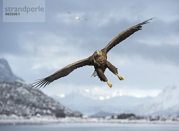 weiß Norwegen Schwanz Tierschwanz Adler