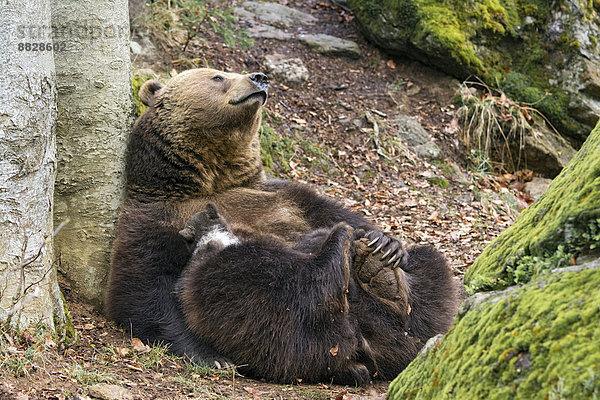 Europäischer Braunbär (Ursus arctos)  Muttertier säugt Jungtiere  3 Monate  captive  Tierfreigelände  Nationalpark Bayerischer Wald  Bayern  Deutschland