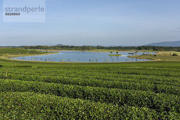 Boon Rawd Farm  Singha Park  Teeplantagen mit See  Gartenanlagen  Chiang Rai  Provinz Chiang Rai  Nordthailand  Thailand