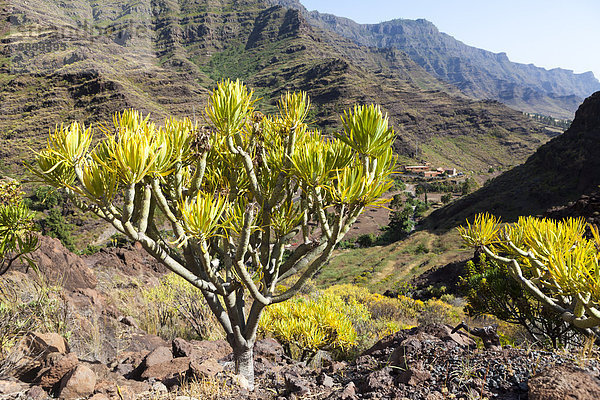 Spanien  Kanarische Inseln  Gran Canaria  Roque Bentaiga  Wolfsmilch  Euphorbia