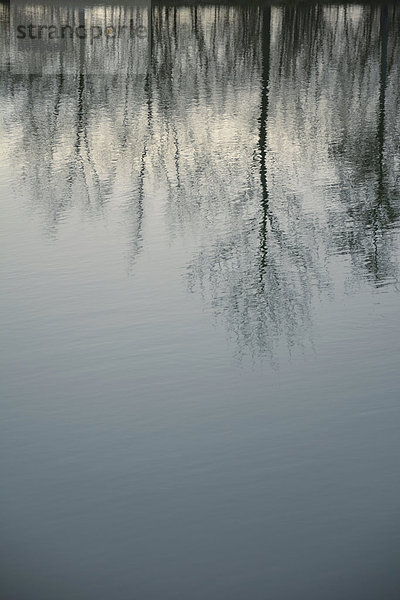 Reflexionen von Bäumen auf einem See