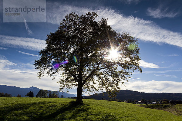Deutschland  Oberbayern  Baum gegen die Sonne bei Sindelsdorf