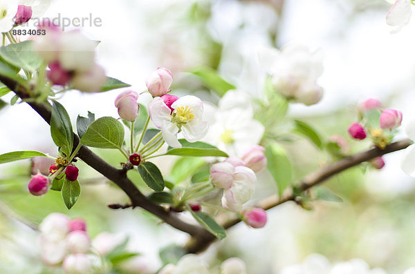 Weiße und rosa Blüten des Apfelbaums