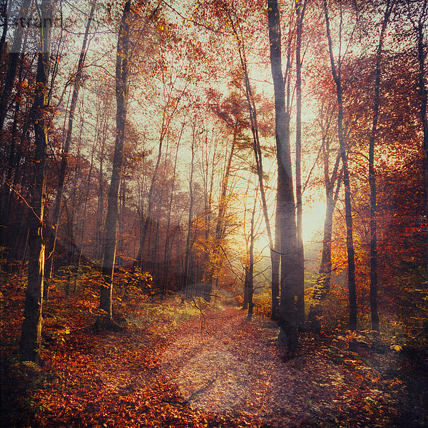 Deutschland  Wuppertal  Laubwald im Herbst gegen die Sonne