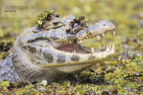 South America  Brasilia  Mato Grosso do Sul  Pantanal  Yacare caiman  Caiman yacare