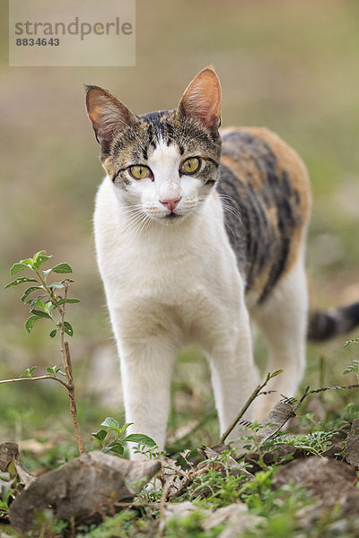 Brasilien  Mato Grosso do Sul  Pantanal  Hauskatze