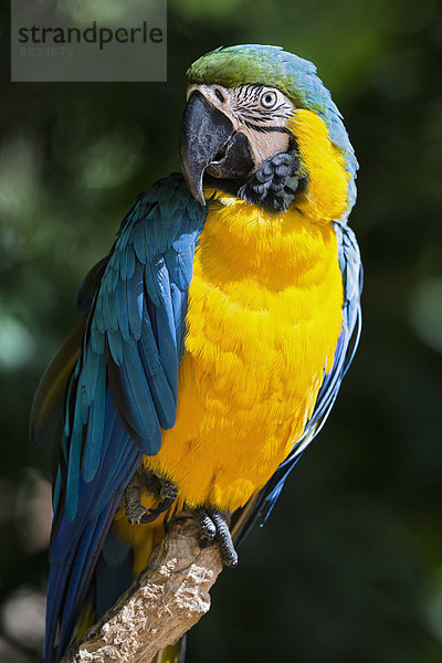 Brazil  portrait of blue and yellow macaw (Ara ararauna)