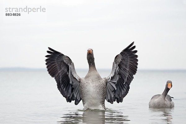 Germany  Schleswig-Holstein  Grey geese  Anser anser