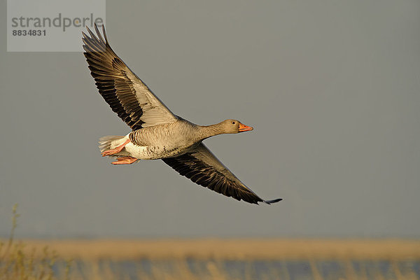 Germany  Schleswig-Holstein  Grey goose  Anser anser  flying
