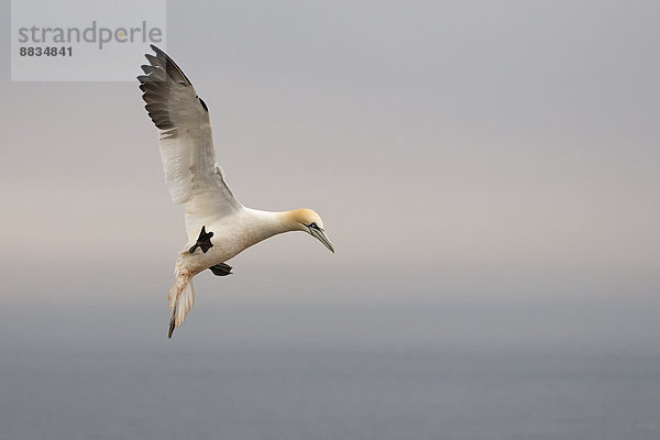 Germany  Schleswig-Holstein  Hegoland  flying northern gannet (Morus bassanus)