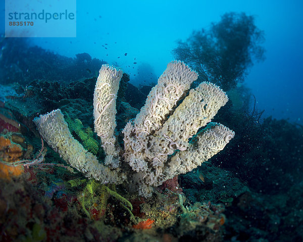 Philippinen  Pazifischer Ozean  Callyspongia-Schwamm