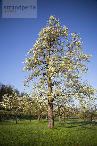 Deutschland  Baden-Württemberg  Tübingen  Wiese mit verstreuten Obstbäumen  Apfelbaum