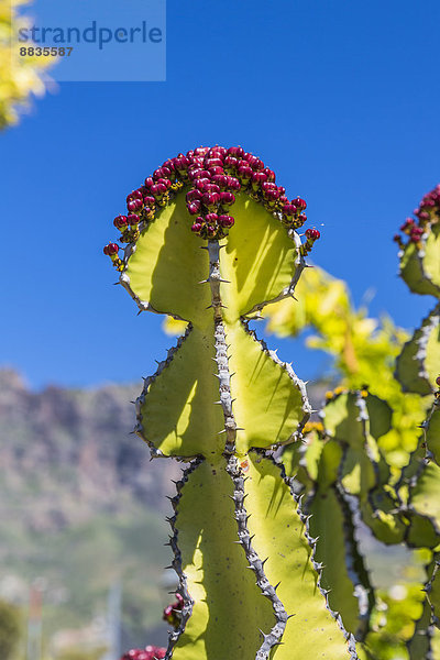 Spanien  Gran Canaria  San Bartolome de Tirajana  Kanarische Inselsporn  Euphorbia canariensis  im Hintergrund Pozo de las Nieves
