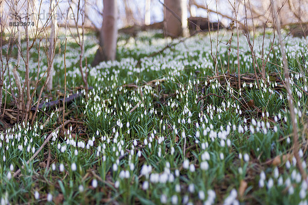 Deutschland  Mecklenburg-Vorpommern  Rügen  Schneeglöckchen (Galanthus)