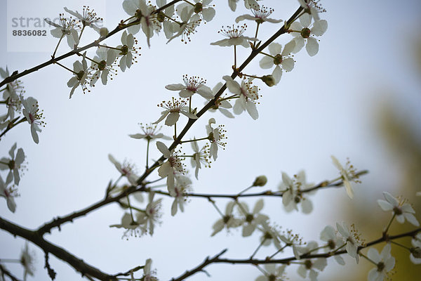 Zweig mit Kirschblüten (Prunus cerasifera)