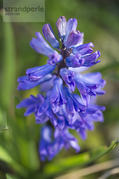 Violett-blaue Hyazinthenblüte  Nahaufnahme