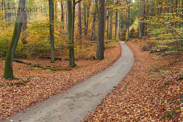 Deutschland  Mecklenburg-Vorpommern  Waldweg im Herbst