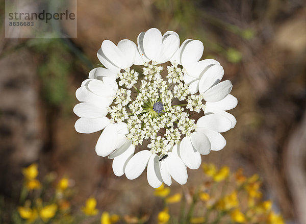 Türkei  Olympos Nationalpark  Madonnenblume  Artedia squamata