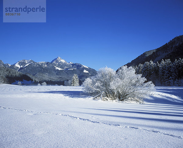 Deutschland  Bayern  Oberbayern  Mangfallgebirge  Wendelstein  Spur im Schnee