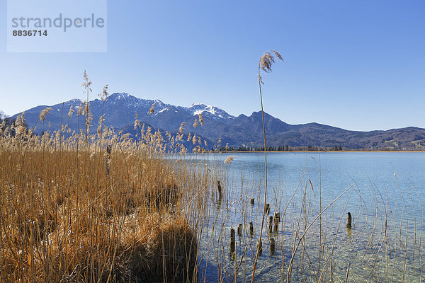 Deutschland  Bayern  Oberbayern  Kochel  Herzogstand und Heimgarten  Schilf am Kochelsee