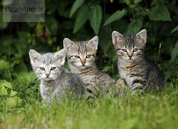 Drei getigerte Kätzchen im Gras sitzend