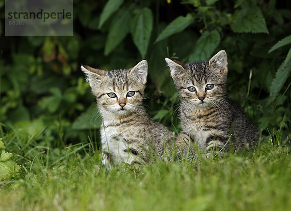 Zwei getigerte Kätzchen im Gras sitzend
