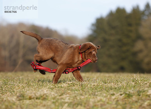 Porträt eines Labrador-Welpen mit rotem Hundegeschirr auf der Wiese