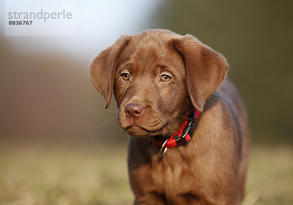 Porträt eines braunen Labrador-Welpen