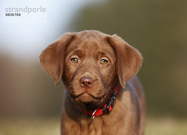 Porträt eines braunen Labrador-Welpen