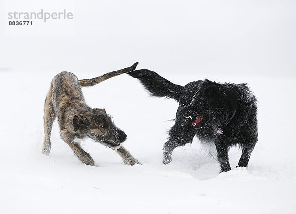 Irish Wolfhound Welpe und schwarzer Mischling (Canis lupus familiaris) spielen zusammen auf einer verschneiten Wiese.