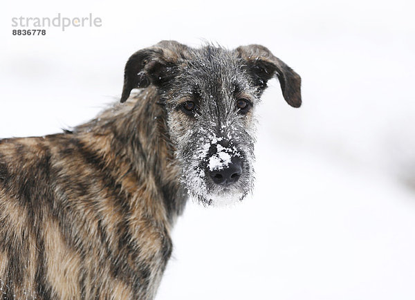 Porträt eines Irish Wolfhound Welpen mit Schnee an der Schnauze