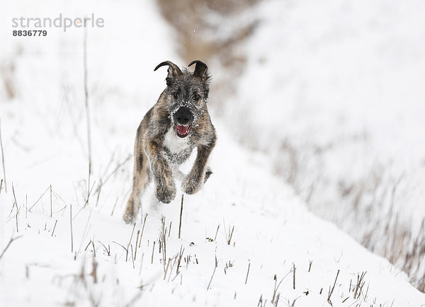Irish Wolfhound Welpe (Canis lupus familiaris) läuft auf verschneiter Wiese