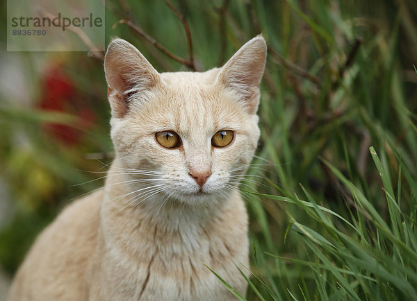 Porträt eines Wilden (Felis silvestris catus) im Gras sitzend