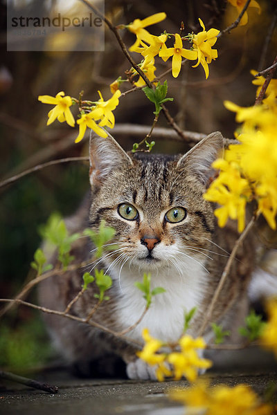 Porträt der Katze (Felis silvestris catus) unter einem Busch sitzend