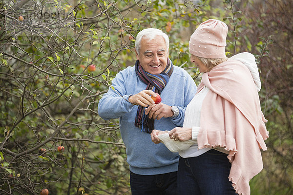 Seniorenpaar beim Äpfel pflücken beim Spaziergang