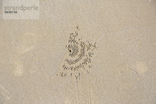 Hinterlassenschaft einer Sandkugelkrabbe (Scopimera globosa)  Ao Nang Beach  Provinz Krabi  Thailand