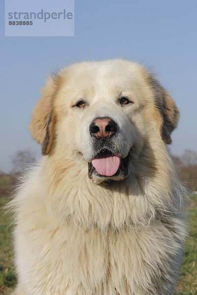 Hirtenhund-Mischling  Portrait