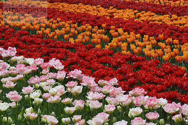 Tulpen (Tulipa-Hybriden) im Keukenhof  Lisse  Südholland  Niederlande